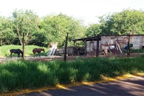 Dono de animal solto em fundo de vale é notificado no Parque das Palmeiras em Maringá